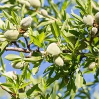 باغ ۱۰۰۰ متری چهار فصل(روستای اندیس)|فروش دفتر صنعتی، کشاورزی، تجاری|قم, نیروگاه|دیوار