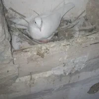 کبوترجوجه ی|پرنده|سراوان, |دیوار