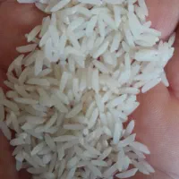 برنج هاشمی درجه۱
