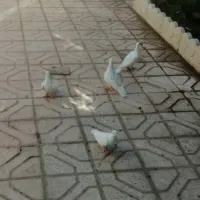 کبوتر، کفتر سفید