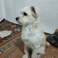 واگذاری رایگان