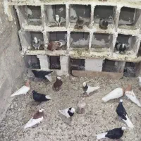 معلقی
