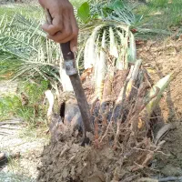 فروش پاجوش نخل ونهال مرکبات.دادالهی|خدمات باغبانی و درختکاری|آران و بیدگل, |دیوار