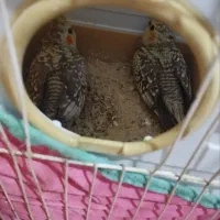 عروس هلندی قناری