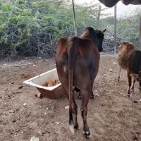 فروش دو عدد گاو