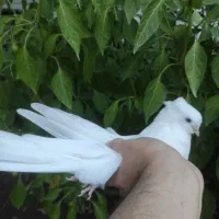 کبوتر|پرنده|مرند, |دیوار