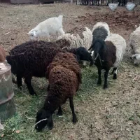 گوسفند میش ابستن دوقلوزا