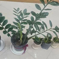 فروش گل|گل و گیاه طبیعی|گلپایگان, |دیوار