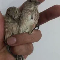 سهره سینه سرخ