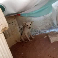 سگ پاکوتاه واگذاری و معاوضه