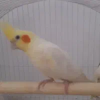 عروس هلندی ماده رام