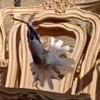 ماده بدرنگ دوبحر شیش دنگ