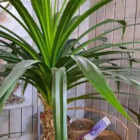 فروش گل پاندانوس