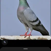 گرفته شده گرگی وسپه