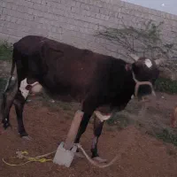 گاو شیری|حیوانات مزرعه|قشم, |دیوار