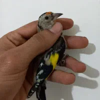 سهره .عروسک|پرنده|هشتگرد, فاز ۷ مهستان|دیوار