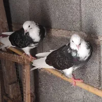 قاره دم سفید.خانببین