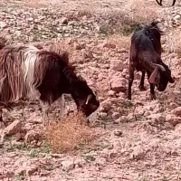 سلام مال خوب و داشتی