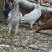 کبوتر