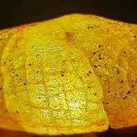 کهربای زیبا|کلکسیون اشیاء عتیقه|دلیجان, |دیوار