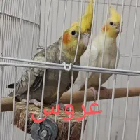 جوجه سه ماه فول دستی..‌