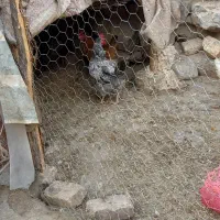 مرغ و خروس محلی|حیوانات مزرعه|صحنه, |دیوار