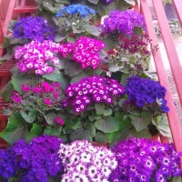 گل سینره|گل و گیاه طبیعی|تالش, هشتپر|دیوار