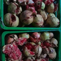 انار خندان طارم