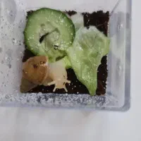 تراریوم زنده