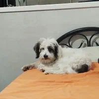 سگ خانگی|سگ|کرمانشاه, |دیوار