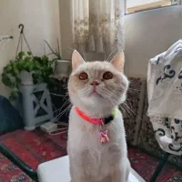 واگذاری گربه (نیلی)