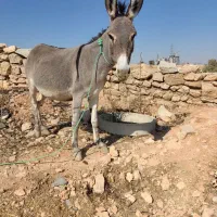 الاغ جوان ماده/آبستن