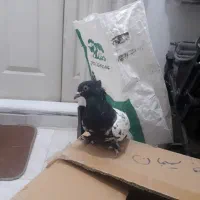 ۵کبوتر