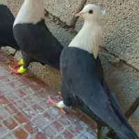 کفتر دم سفید. قزوینی. طوقی