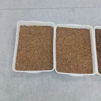 میلورم  و مرغ وخروس|حیوانات مزرعه|بوشهر, |دیوار