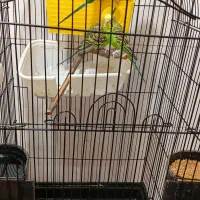 مرغ عشق با جوجه|پرنده|ری, دولت‌آباد|دیوار