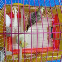 دو تا عروس هلندی