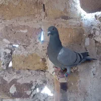 کبوتر|پرنده|تربت جام, جامرود|دیوار