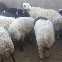 فروش بره ترکی نر و ماده|حیوانات مزرعه|اشکذر, |دیوار