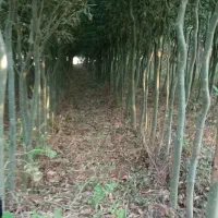 نهال و نهالستان تعاونی گوارشگ زیر قیمت بازار حراج|خدمات باغبانی و درختکاری|مشهد, توس فردوسی|دیوار