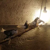 کبوتر|پرنده|تبریز, |دیوار