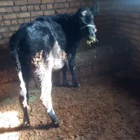 گوساله ماده