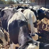 دامپزشک متخصص دام بزرگ