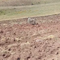 ماده سرابی گله دارشکم طلا|سگ|اهر, |دیوار