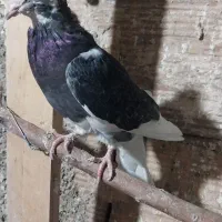 کفتر پرشی گرفتنی|پرنده|قرچک, داوود آباد|دیوار