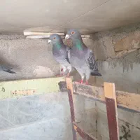 کبوتر|پرنده|تربت‌حیدریه, بازار|دیوار