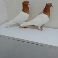 کبوتر کله سرخ وزرد وسیاه وسبز وطوقی کلکسیونی|پرنده|مشهد, آبکوه|دیوار