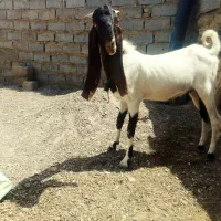 تکه‌گلابی‌کهره‌پارساله