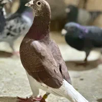 کبوتر قوره‌اوقون سرخ پلاکی