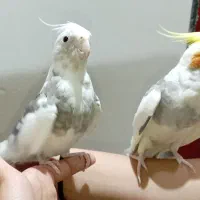 عروس هلندی|پرنده|یزد, |دیوار